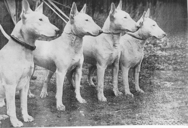 BULL TERRIERS WITH ORIGINAL HEAD