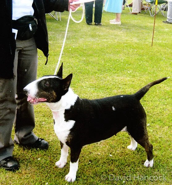 BULL TERRIER WITH EGG-HEAD