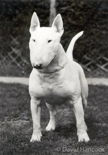 NEW HEAD ON OLD BREED - SHOW BULL TERRIER