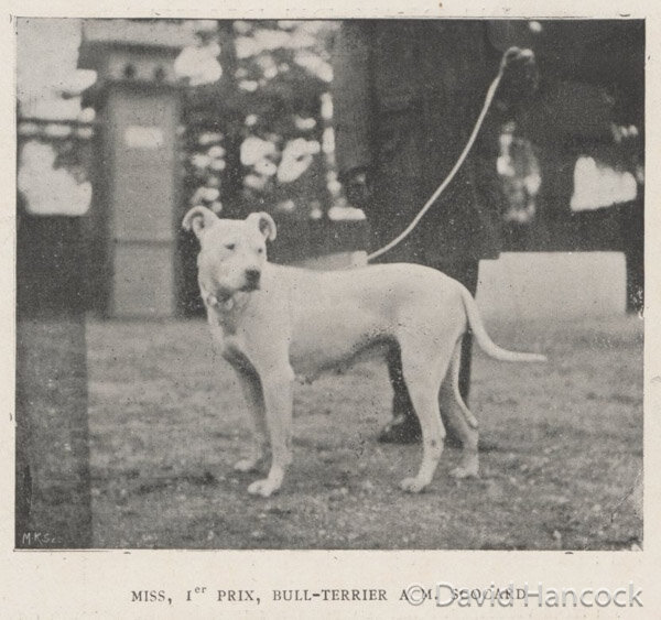 BULL TERRIER OF 1902