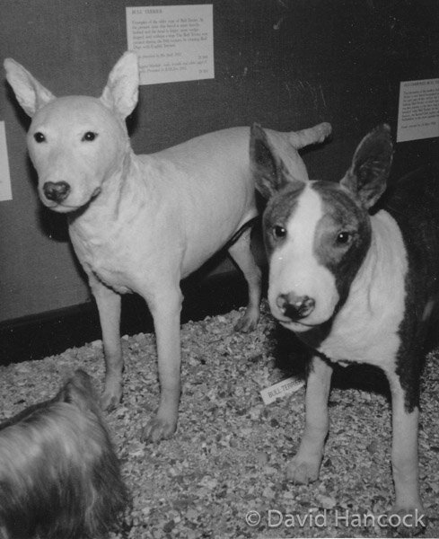 BULL TERRIERS preserved at Tring