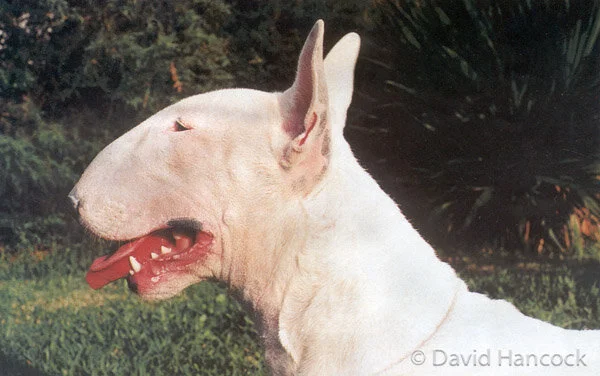 BULL TERRIER - with imposed head
