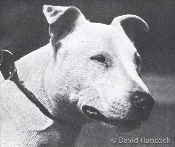 BULL TERRIER WITH TRUE HEAD