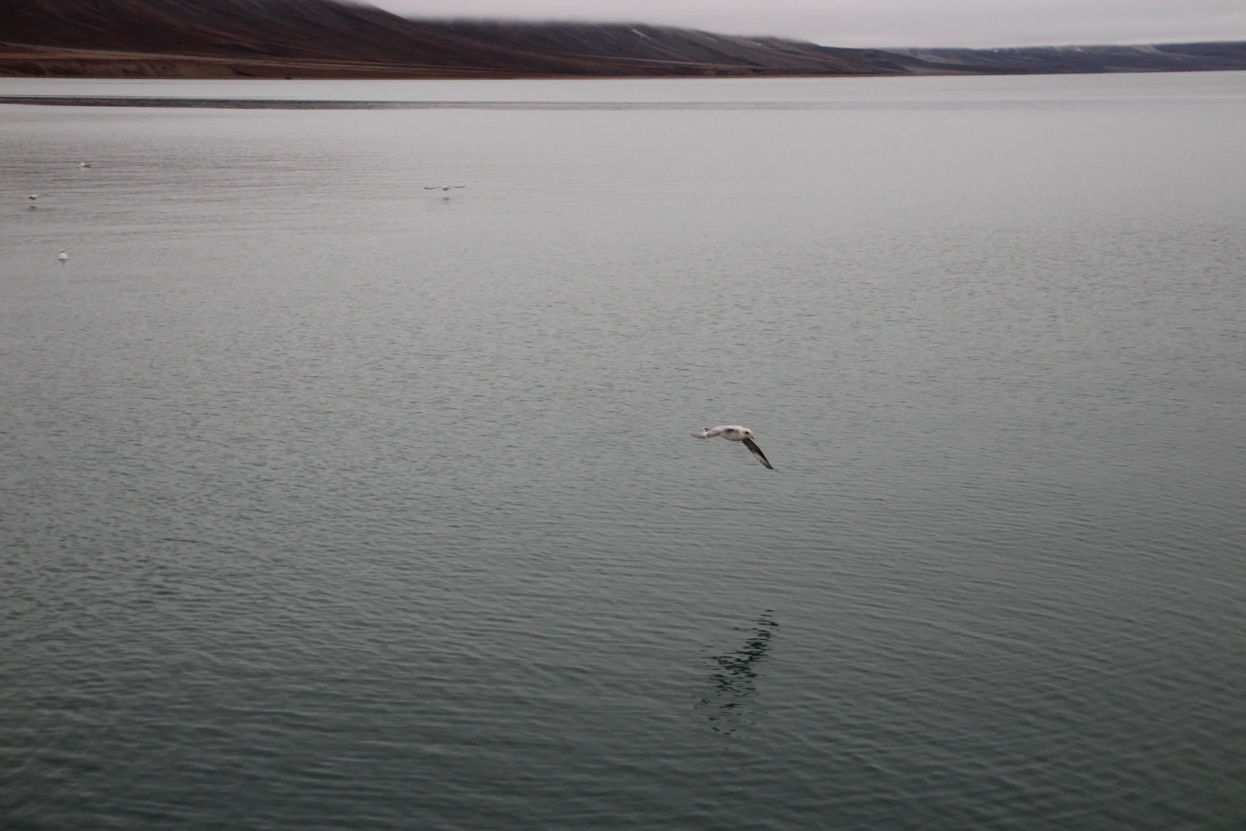  The Northern Fulmars 