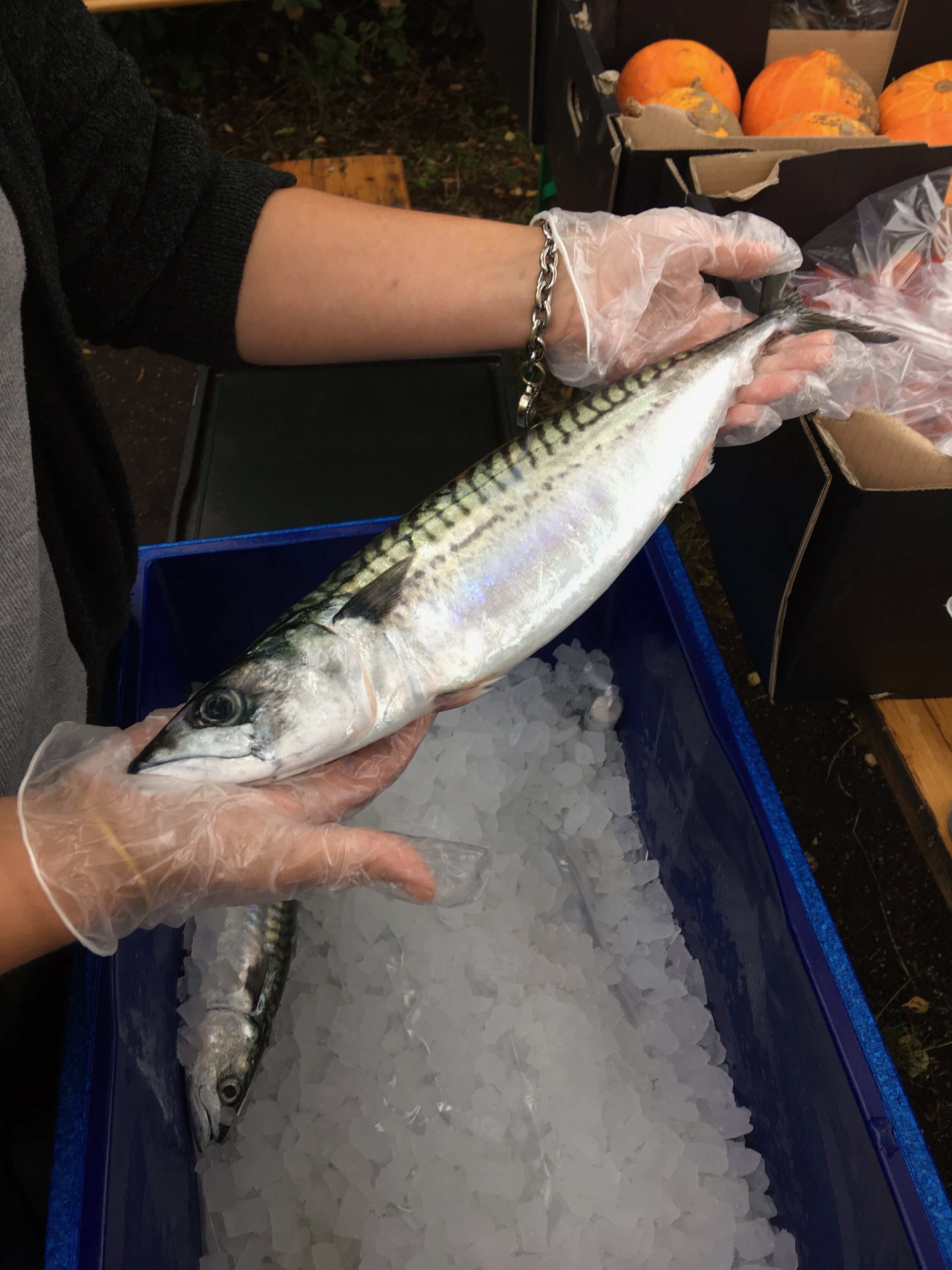 Mackerel.jpeg