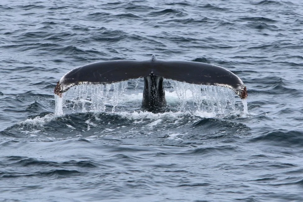 Transatlantic Expedition 