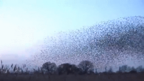 NOUVEAU CIRQUE/ MÖBIUS/ CIE XY