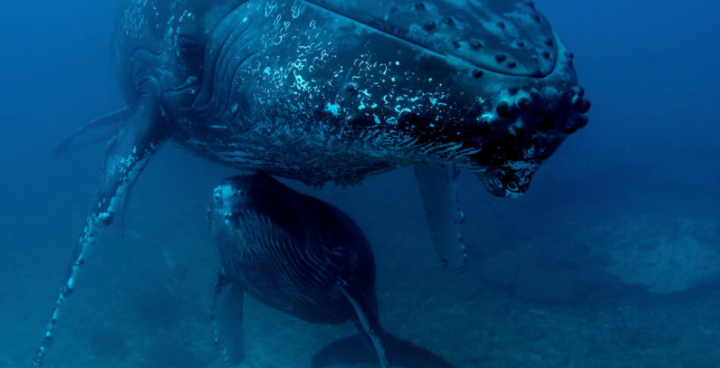 PROJECTION / DOCUMENTAIRE DE RÉMY TÉZIER / QUAND BALEINES ET TORTUES NOUS MONTRENT LE CHEMIN