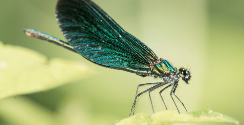 PROJECTION / INTERMÈDES NATURE / DRAGONS ET DEMOISELLES