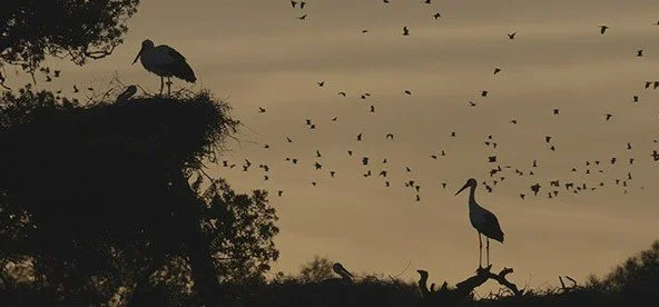 DOCUMENTAIRE / QUAND PASSENT LES OISEAUX