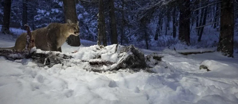 DOCUMENTAIRE / THE SECRET LIFE OF MOUNTAIN LIONS