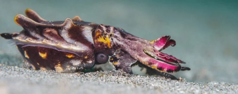 DOCUMENTAIRE / CéPHALOPODES, LE RèGNE DES VENTOUSES