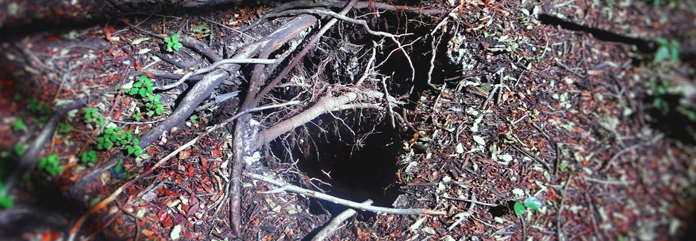 COMPAGNIE LE TEMPS DE VIVRE / MÉTAMORPHOSES DU VIVANT