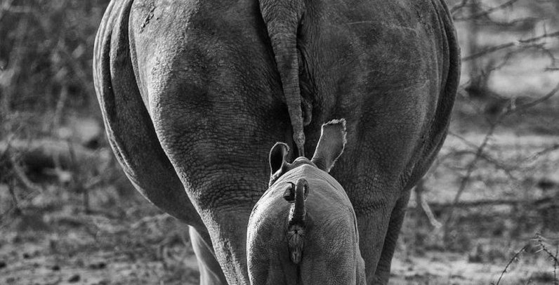 Barefoot et les Passionnés du rêve / BRACONNIERS