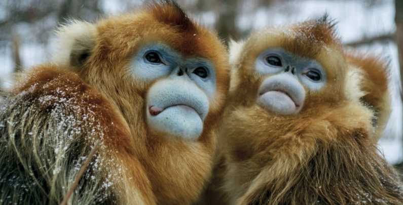 Intermèdes Nature #5 - La forêt