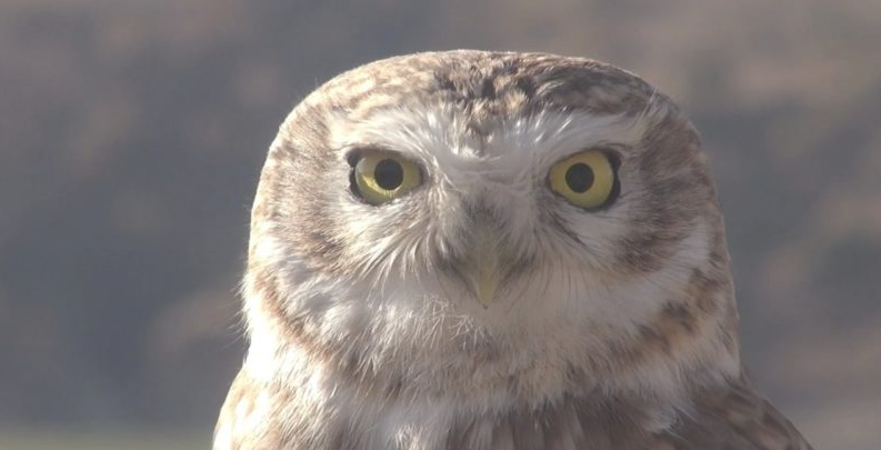 Intermèdes Nature #5 - Les oiseaux