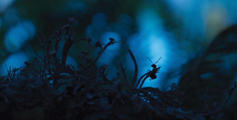 Intermèdes Nature #5 - Le règne des minuscules