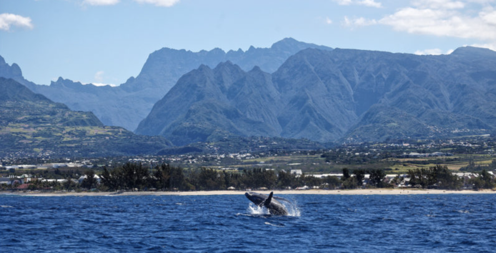 LES AMIS DE LA RÉUNON / LES CÉTACÉS DE LA RÉUNION : UN PATRIMOINE NATUREL EXCEPTIONNEL (GRATUIT)