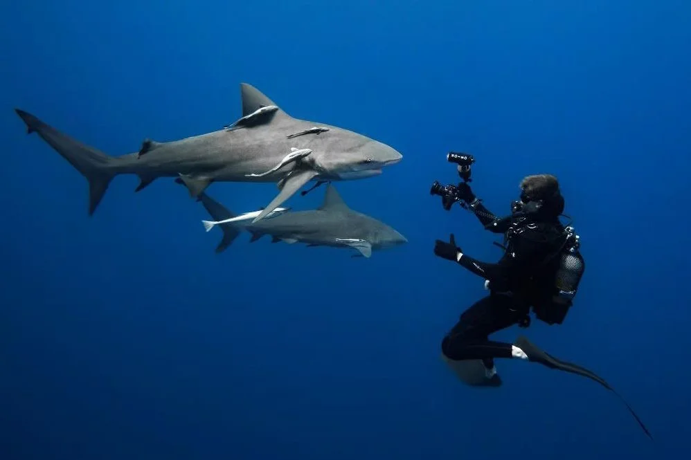 ANTONIN BLAISON / COEXISTENCE FRAGILE : LES REQUINS ET L'HOMME DANS LES MASCAREIGNES (GRATUIT SUR INSCRIPTION)