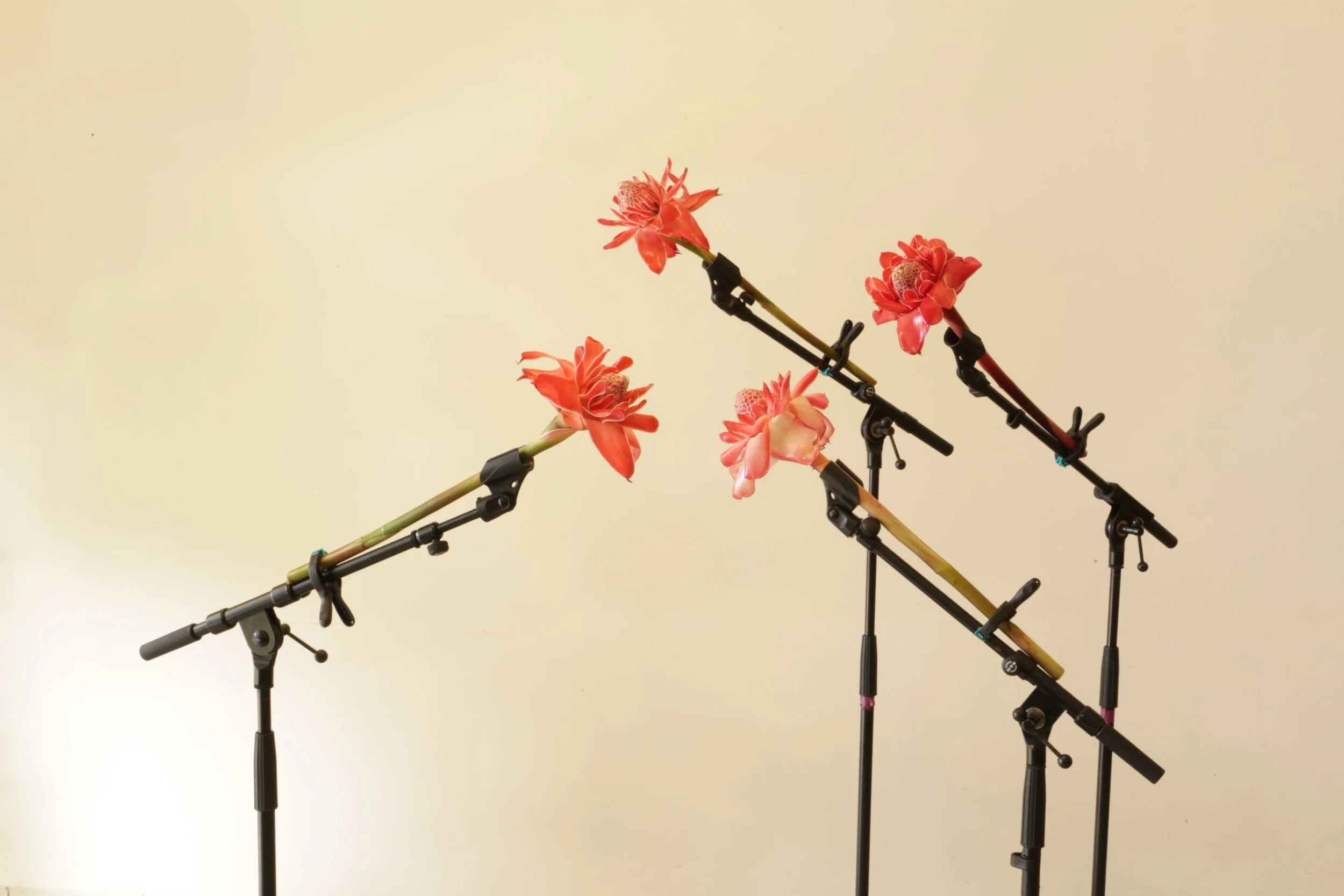 VAVANGAZ SOU PYÉDBWA / ROUGE BAKOLY (3-5-8€)