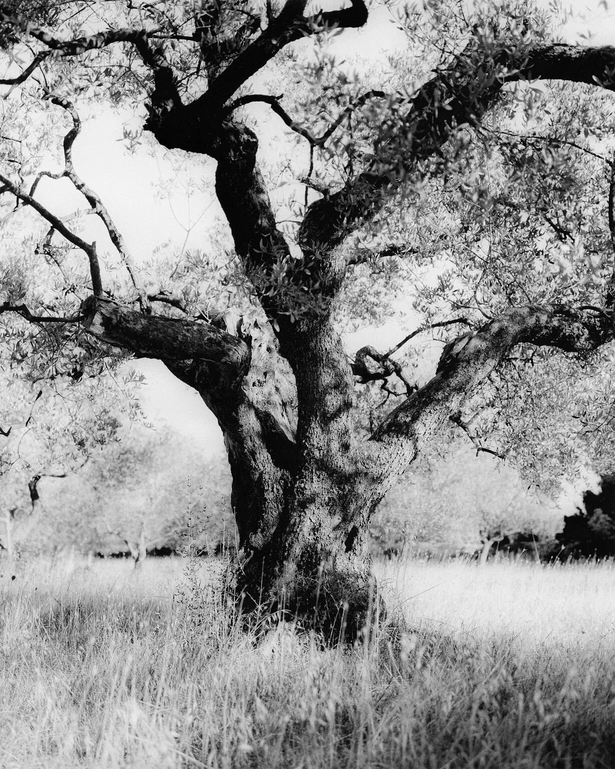 Persona
.
The author presents the multifaceted, contradictory nature of the Self through contrasting interpretations, where the inner world acts as terra incognita. This combines, on the one hand, the fear of the unknown, and on the other, the desire