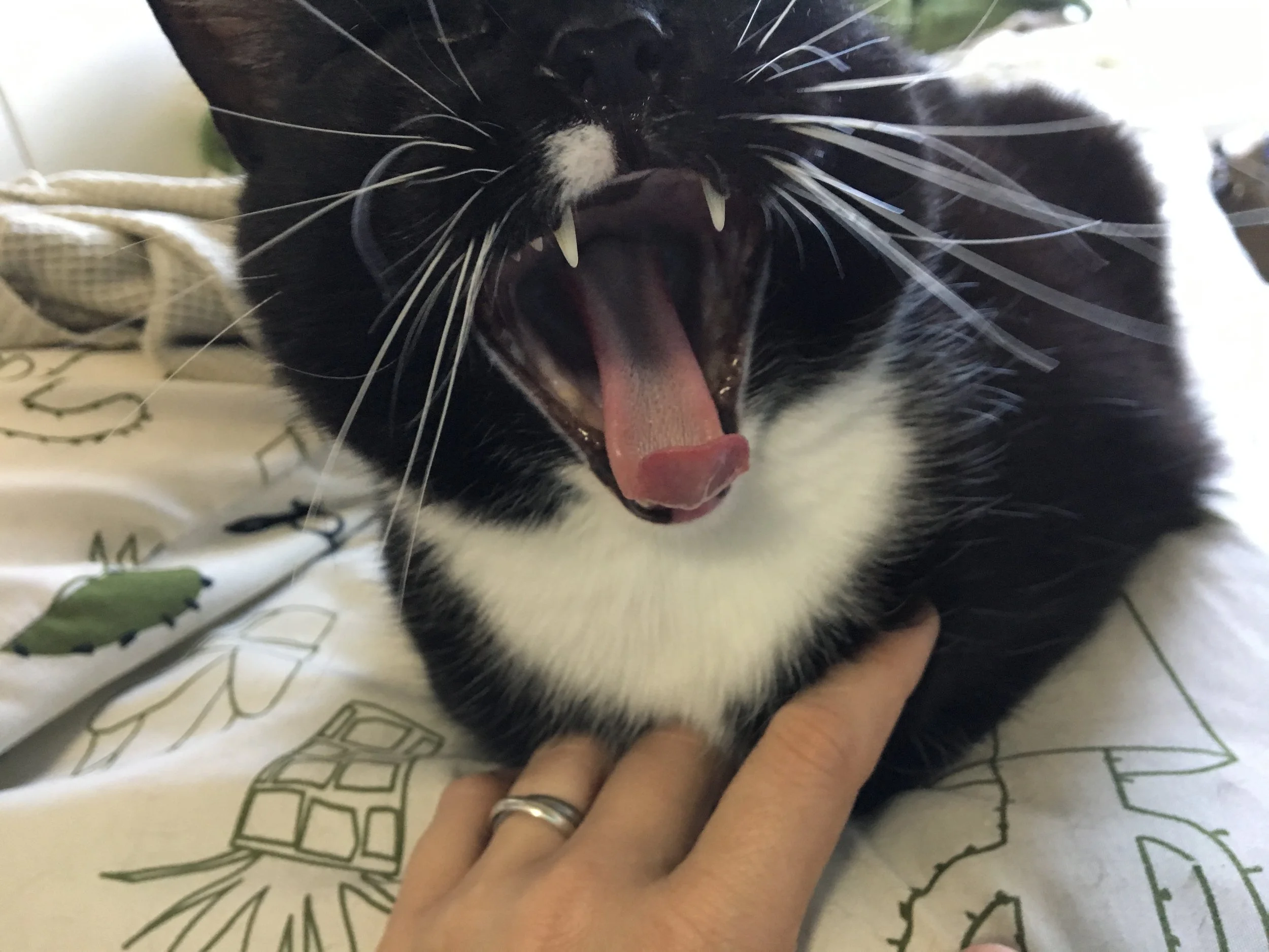 Day 6: Positive Mind - Mental Goal