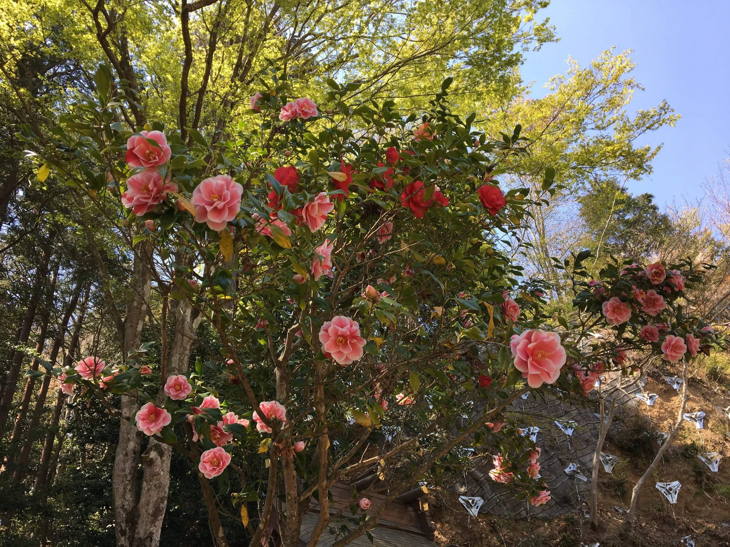 IMG_9782.JPG