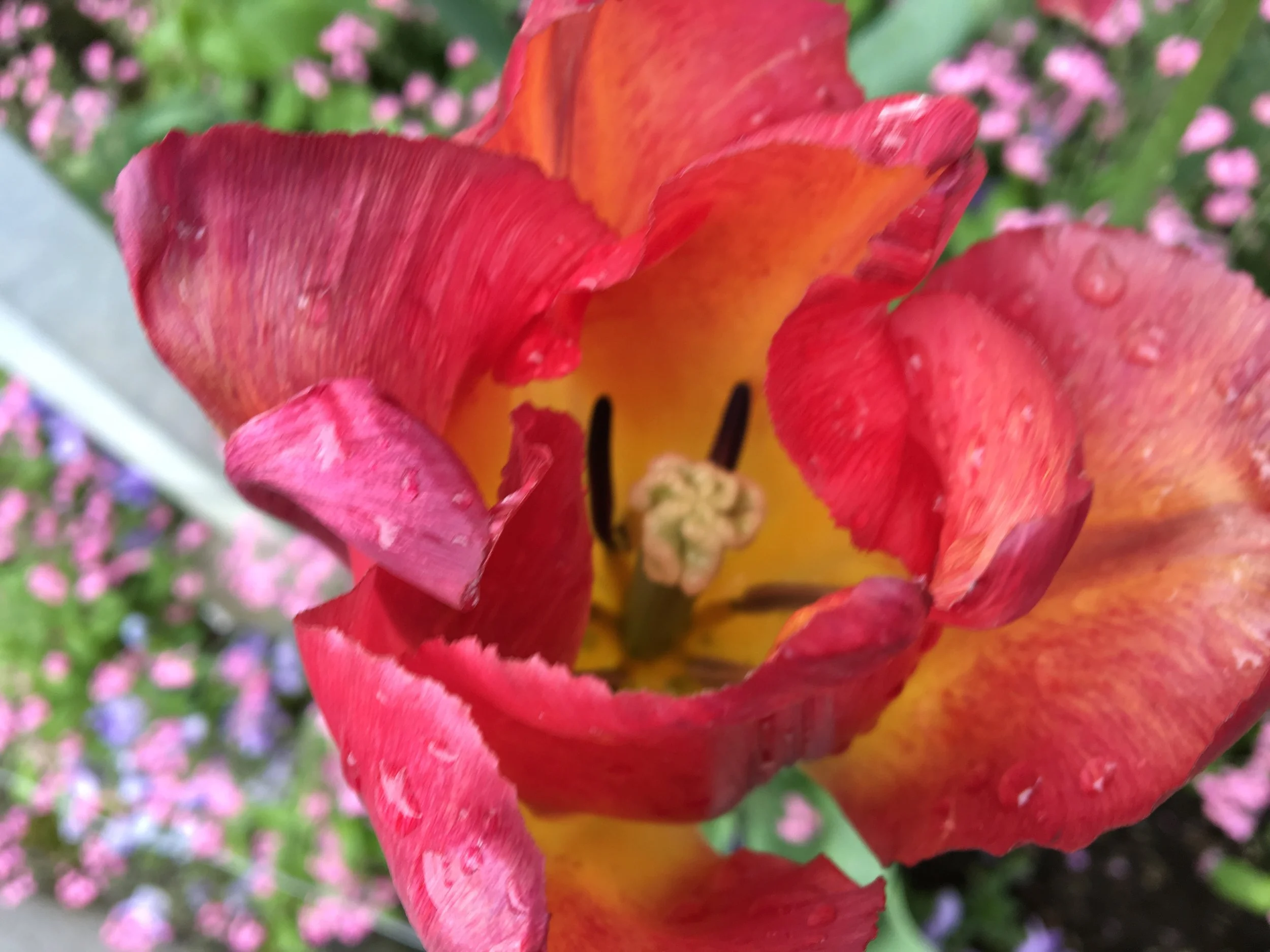 2019-04-28 11.11.43.jpg