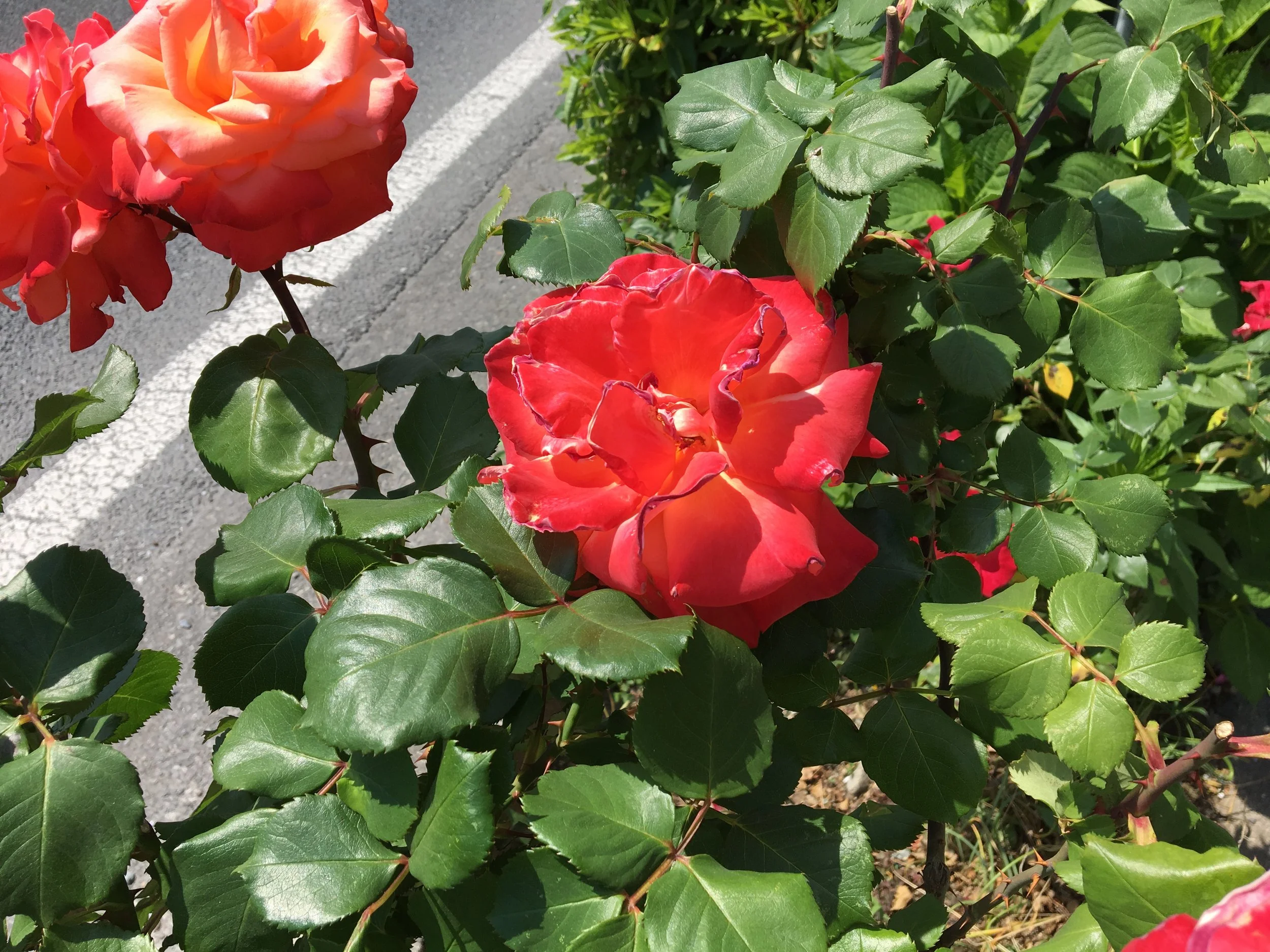 2019-05-27 10.11.12.jpg