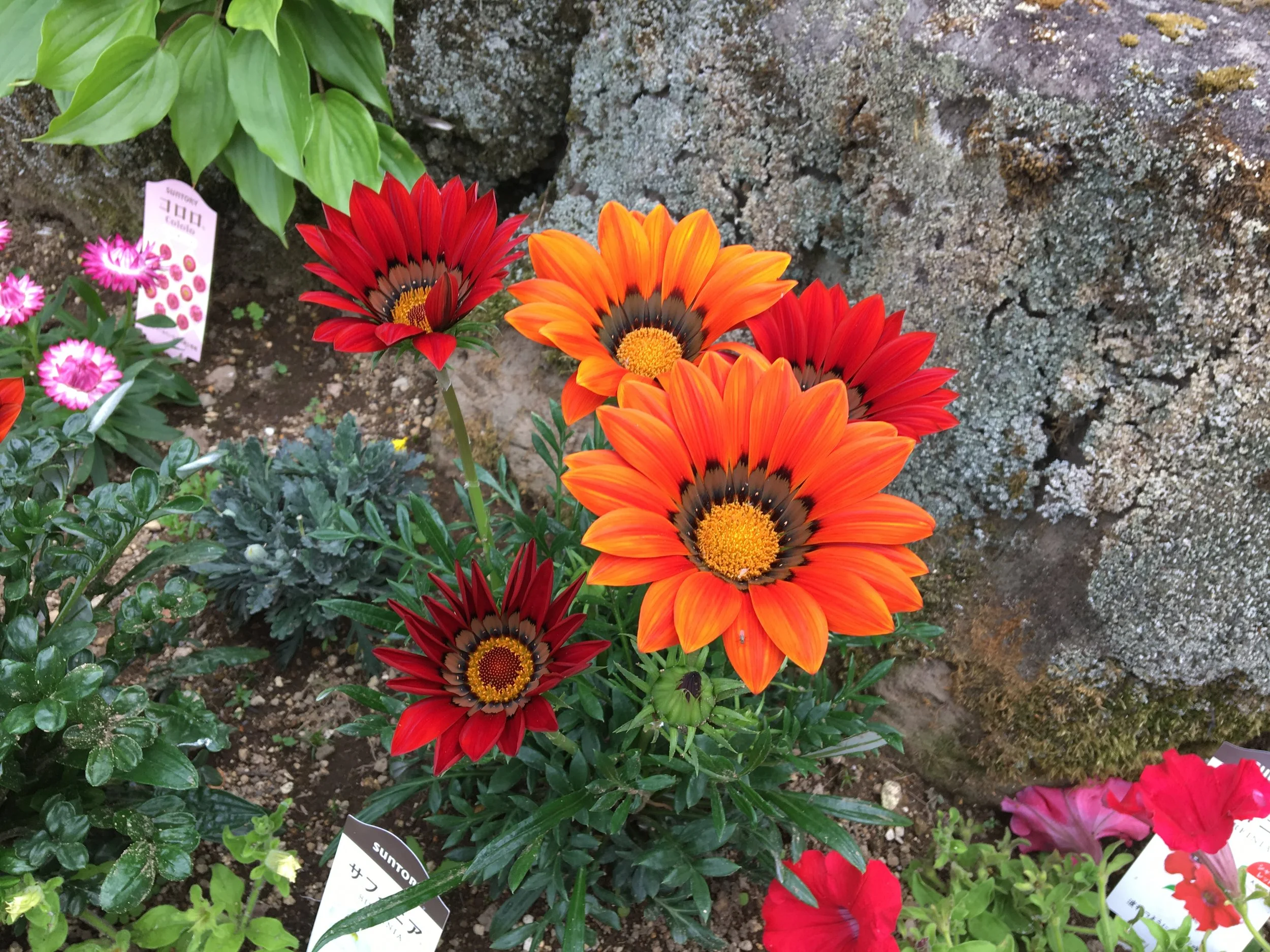 2019-06-03 15.11.29.jpg