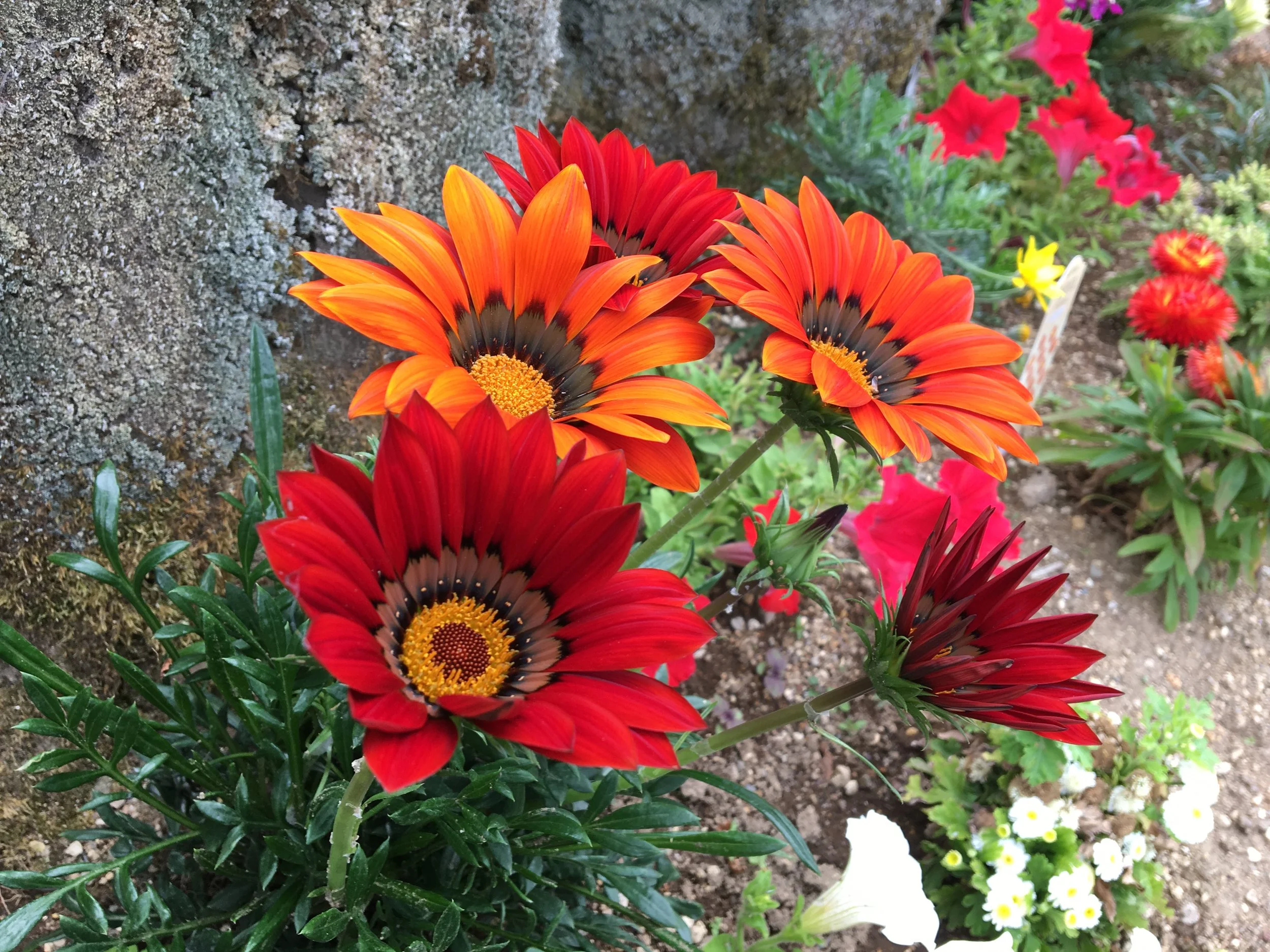 2019-06-03 15.11.56.jpg
