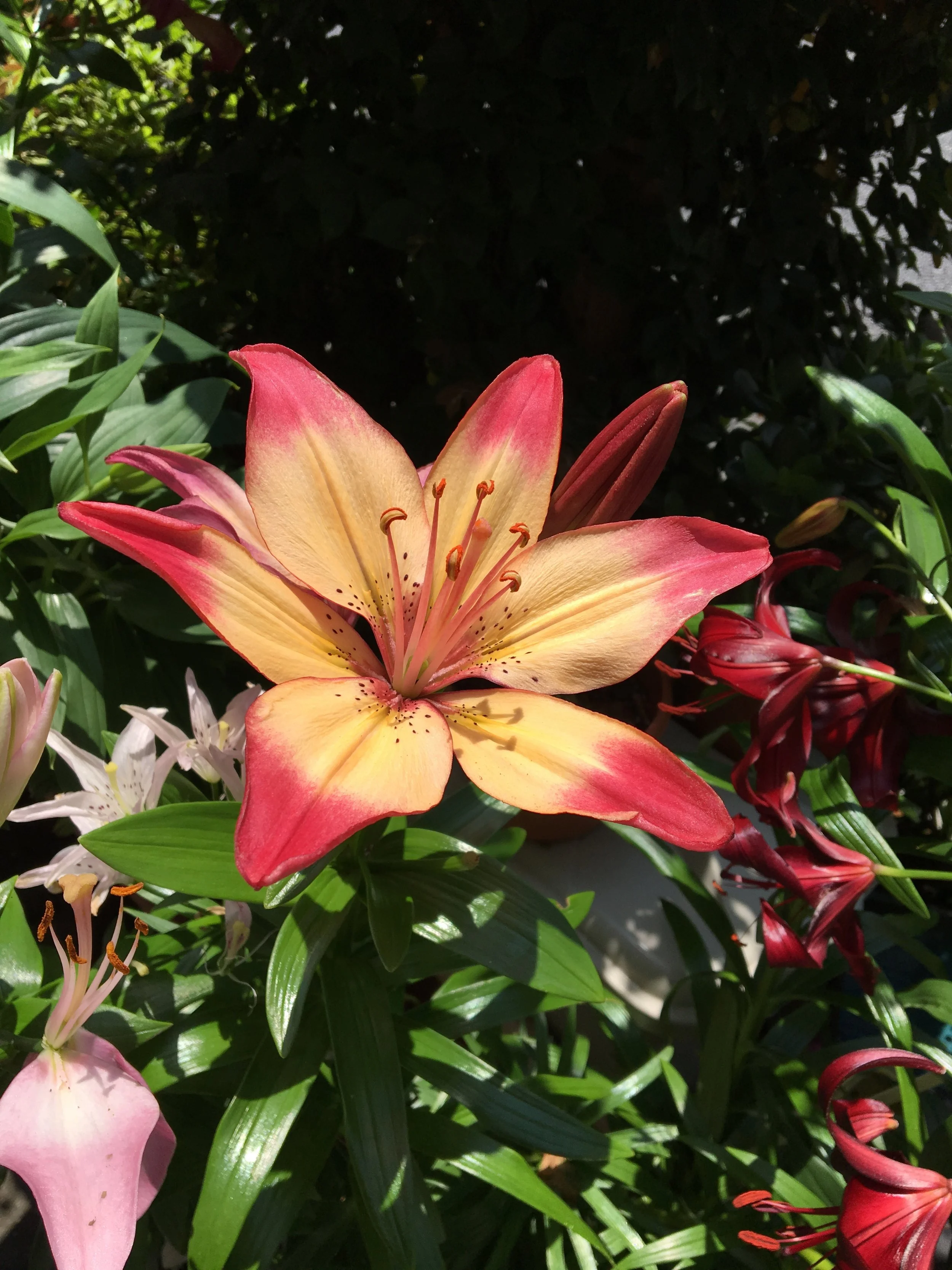 2019-06-13 11.38.24.jpg