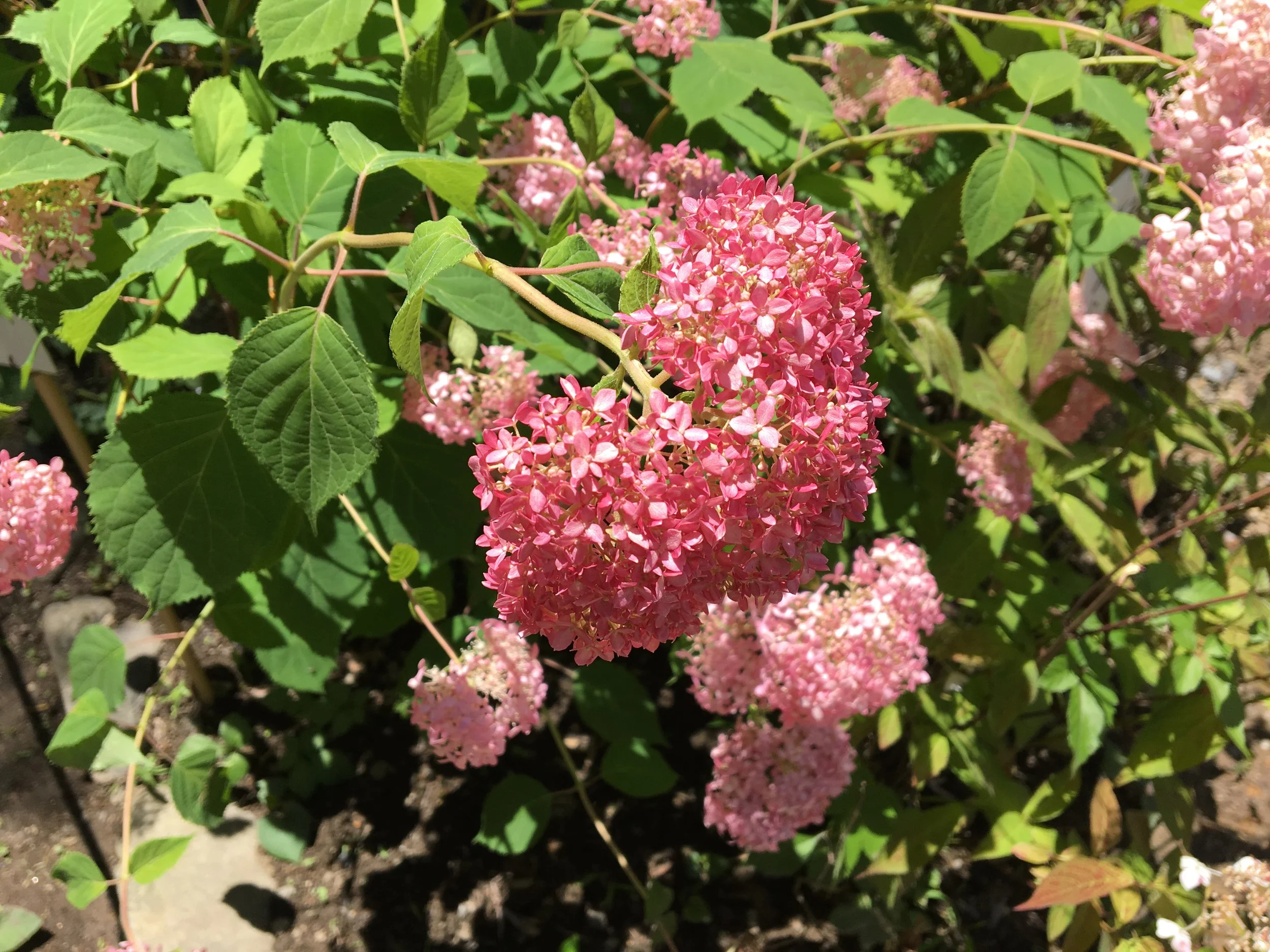 2019-06-17 12.24.19.jpg