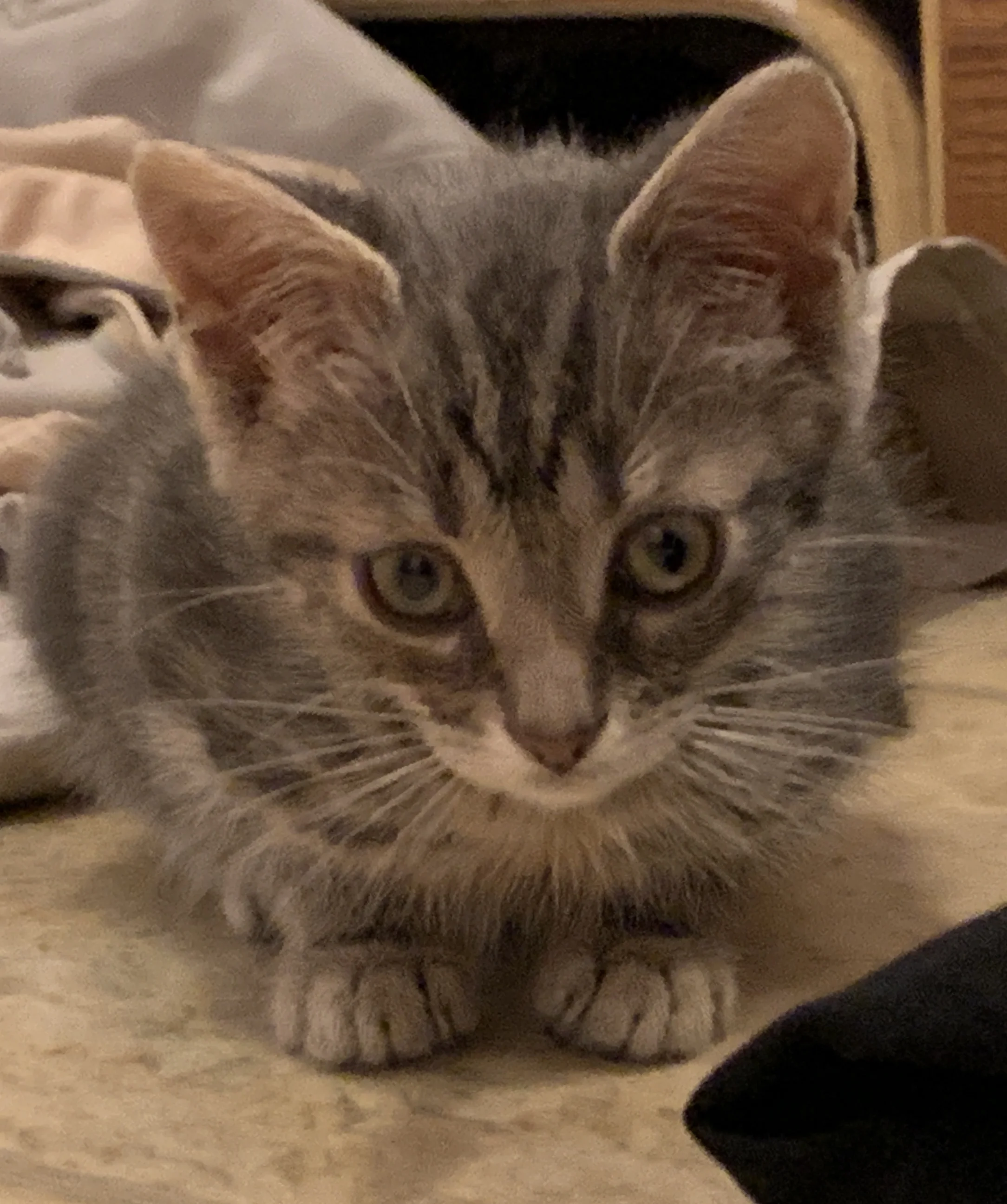 Post 92: Sweet Berkeley