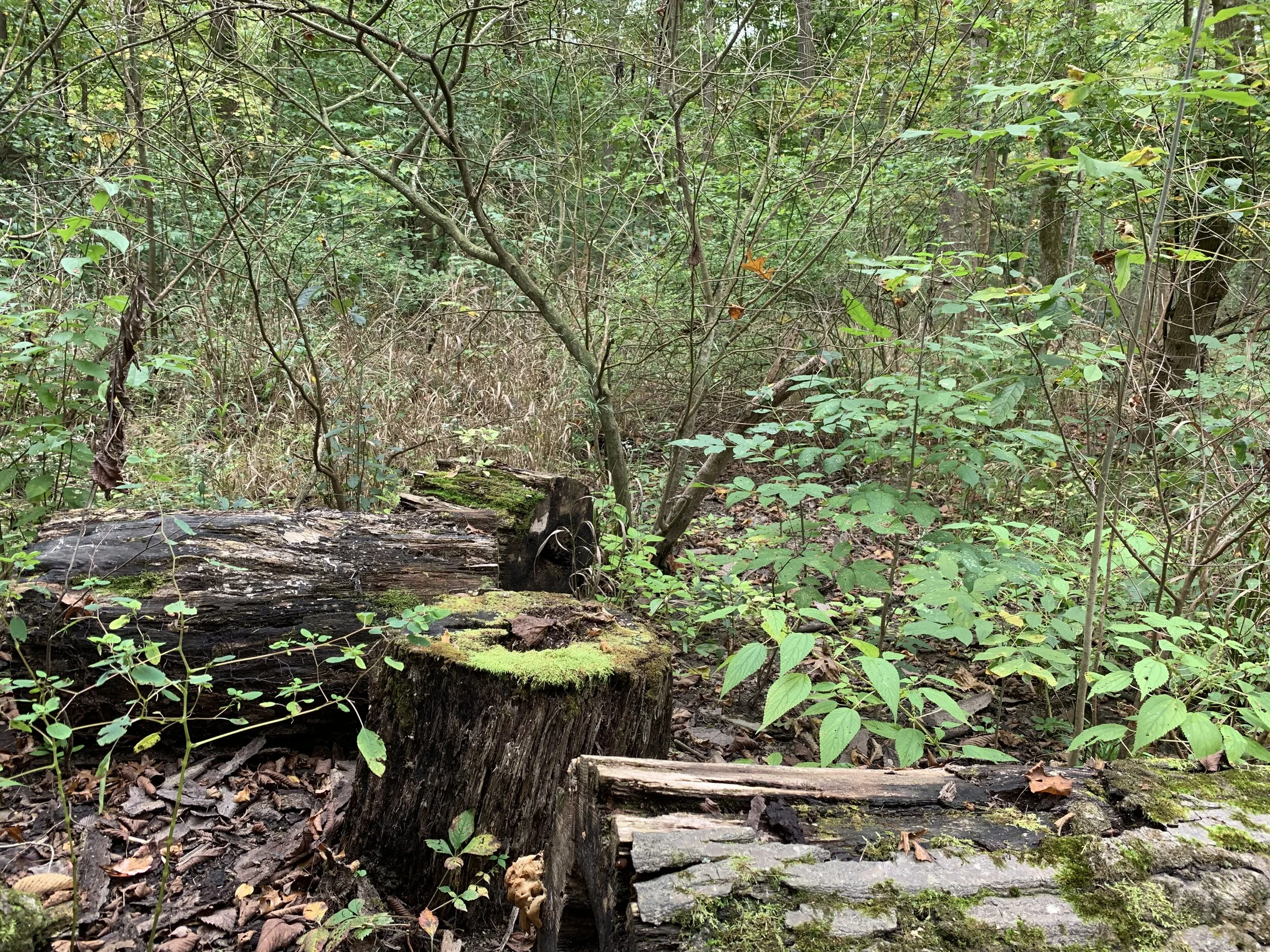 2019-10-02 13.56.51.jpg