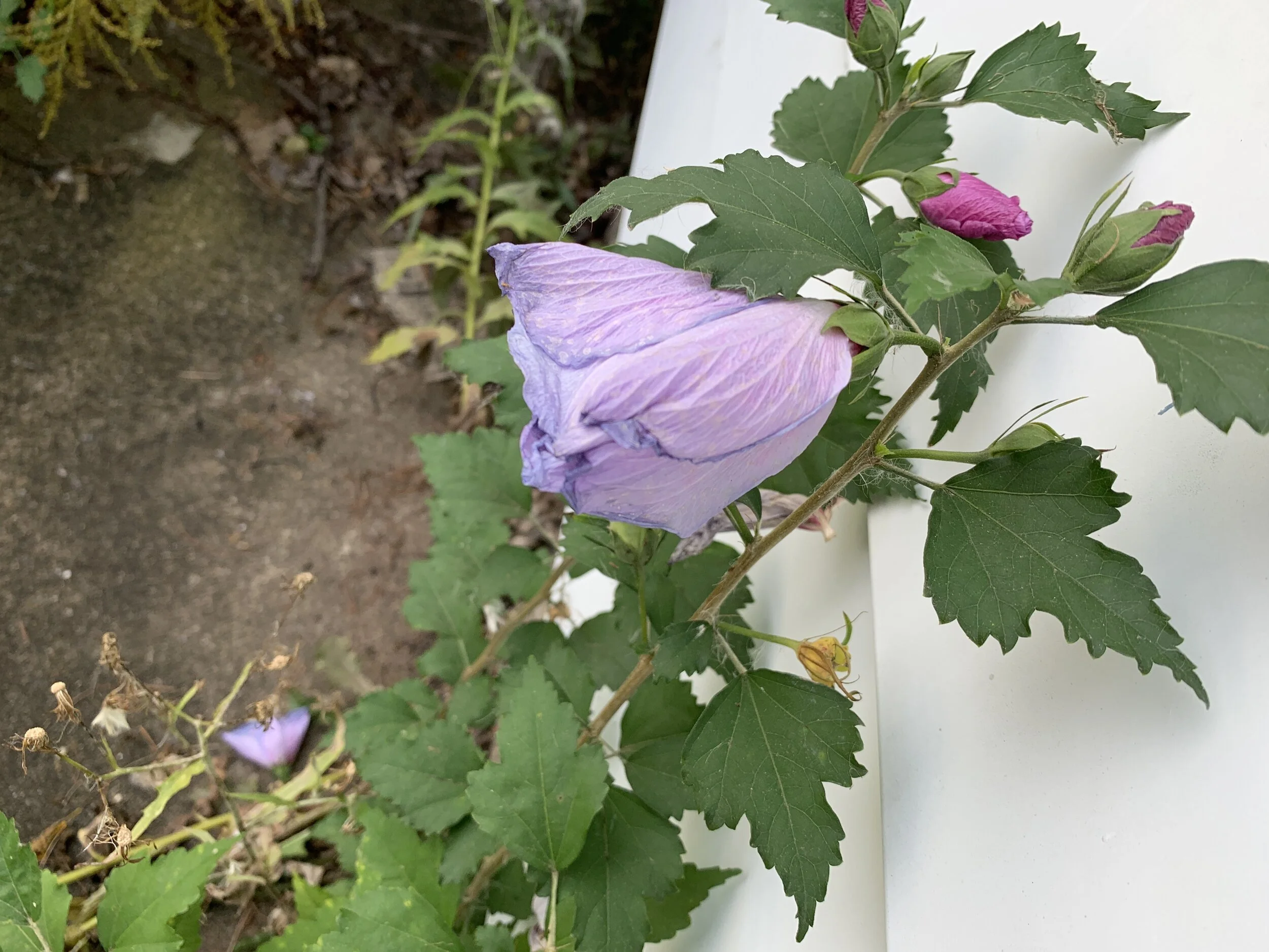 2019-10-04 14.42.43.jpg