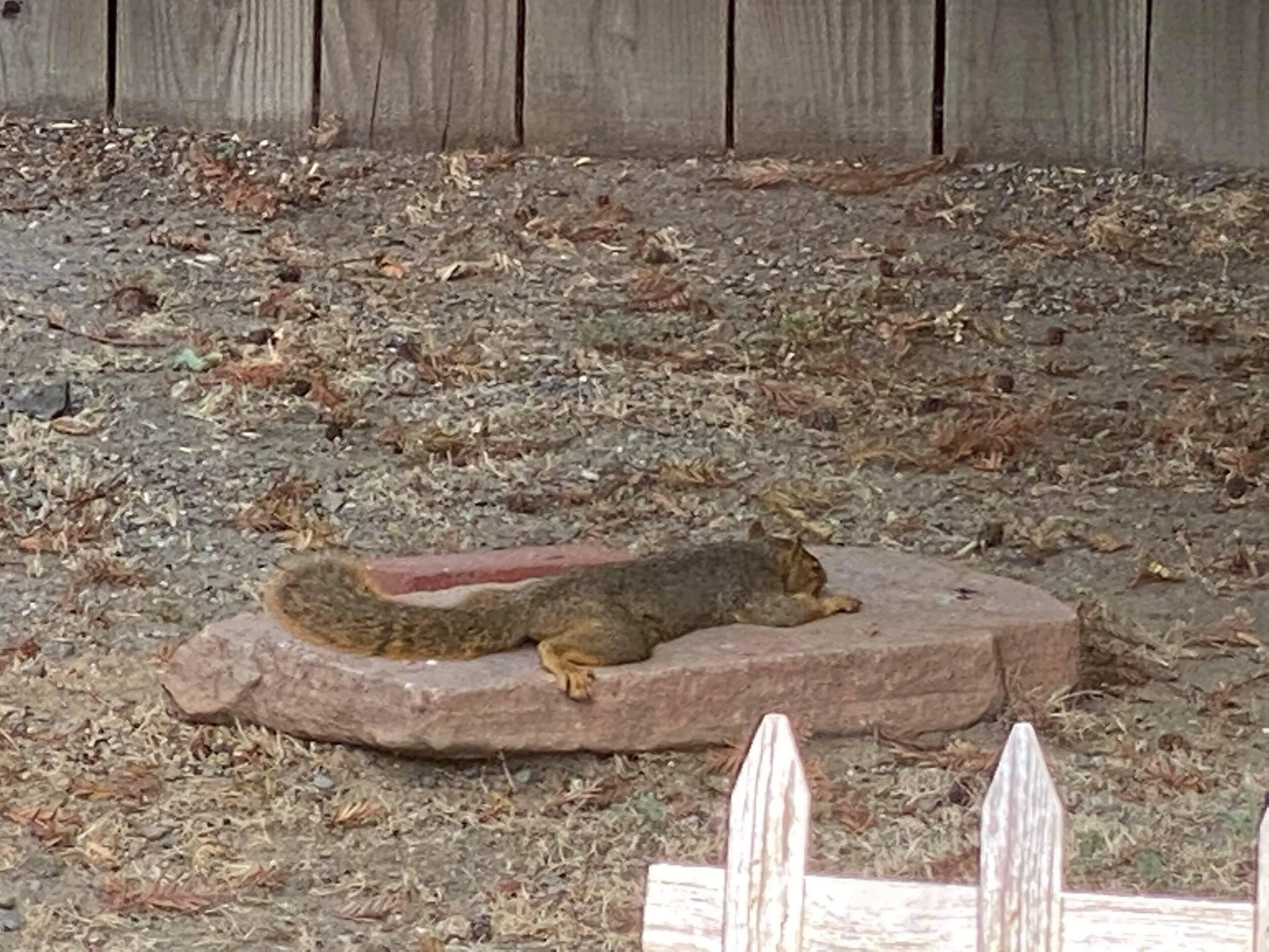 Post 102: The Squirrels Are Not Dead