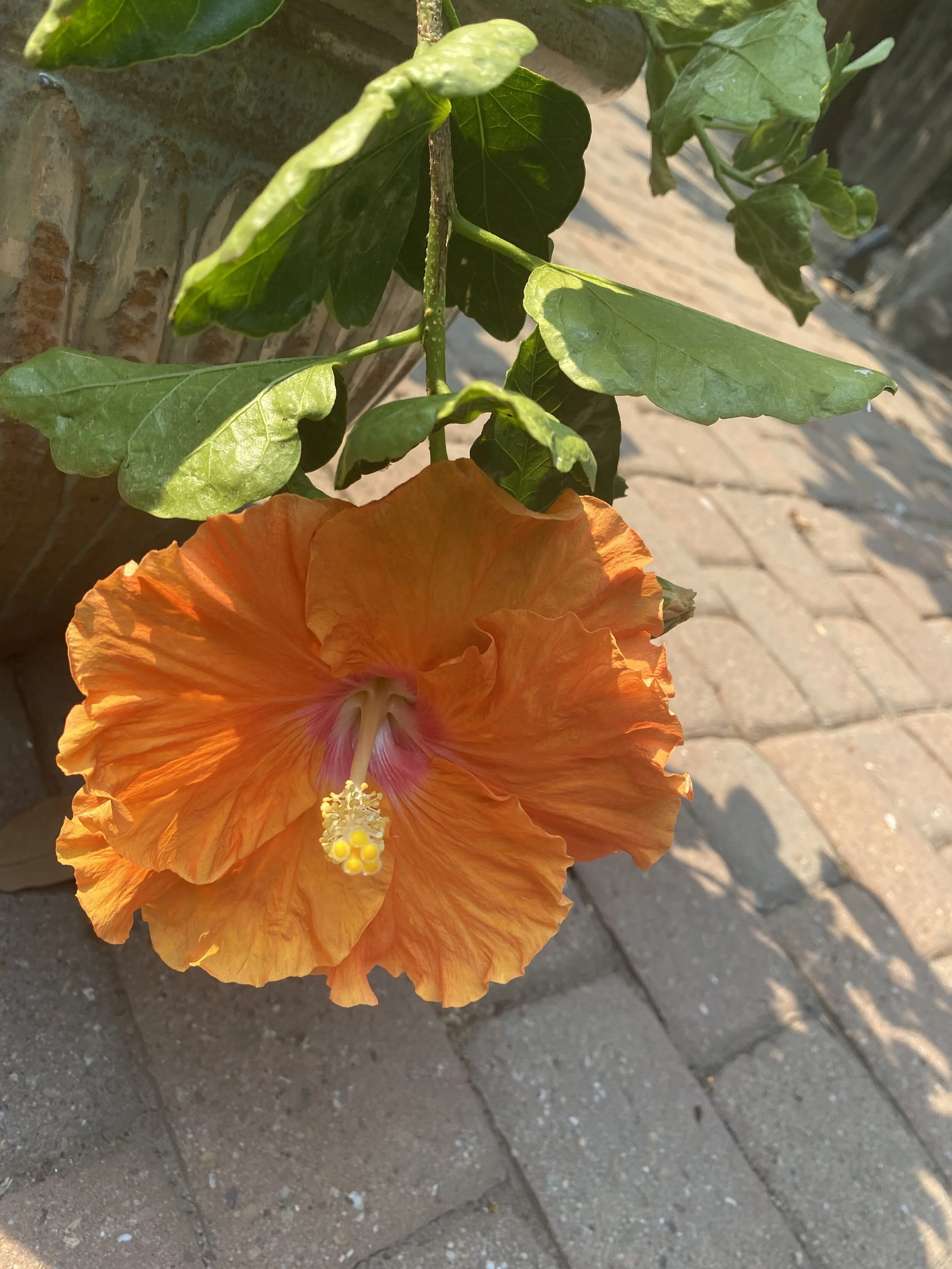 Post 104: I am better at blogging than I am at twitter