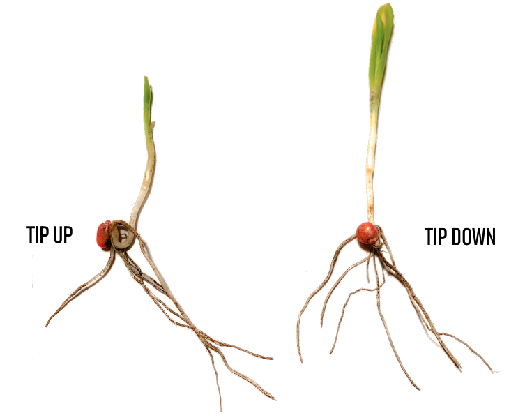 Corn Seed Germination Experiment
