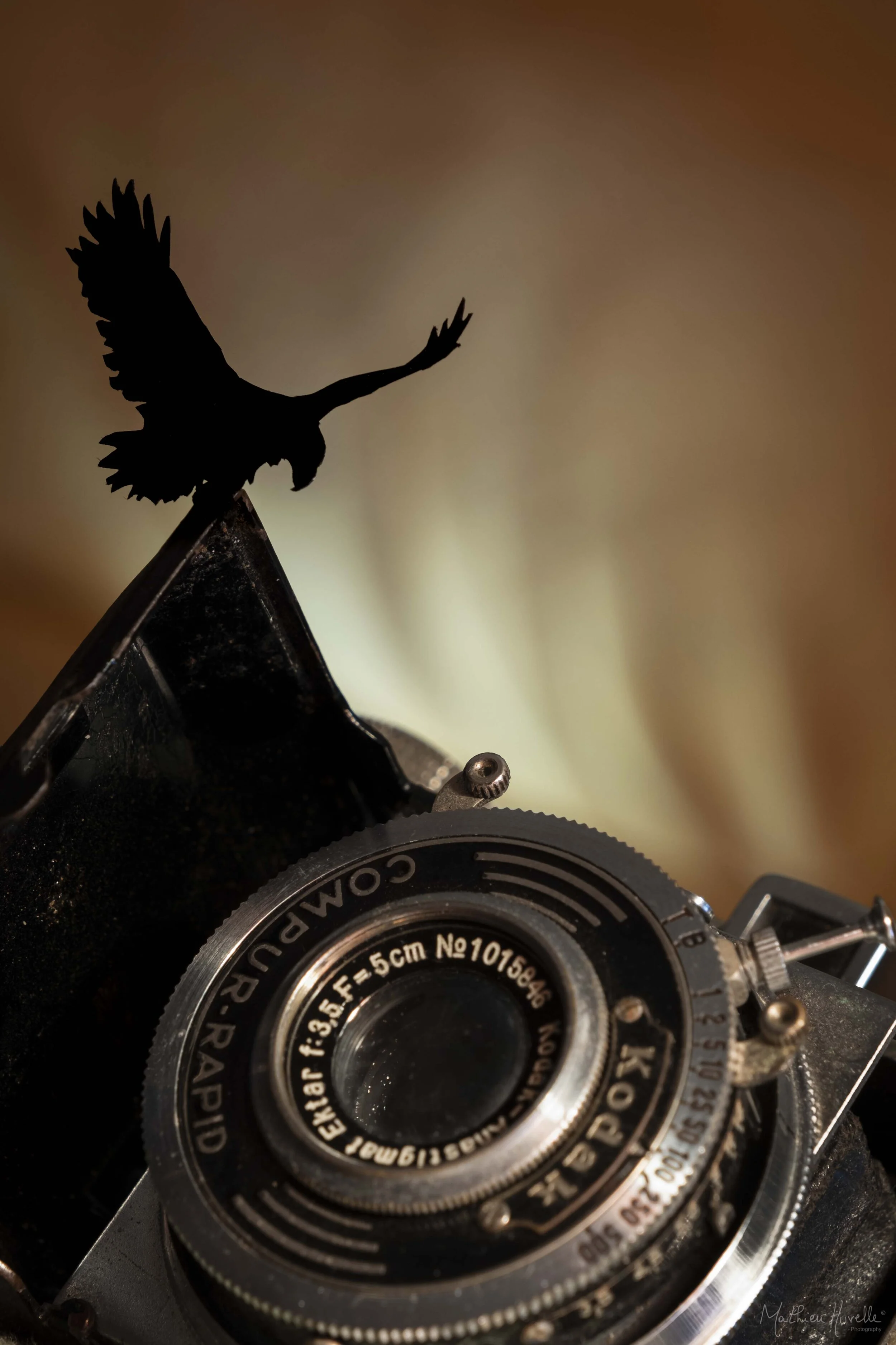 28102020_WATCH_THE_BIRDIE_WEB_1.jpg
