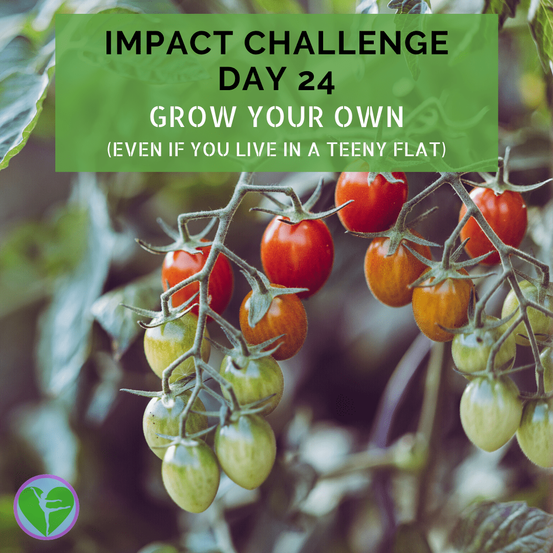 Day 24 | Grow Your Own