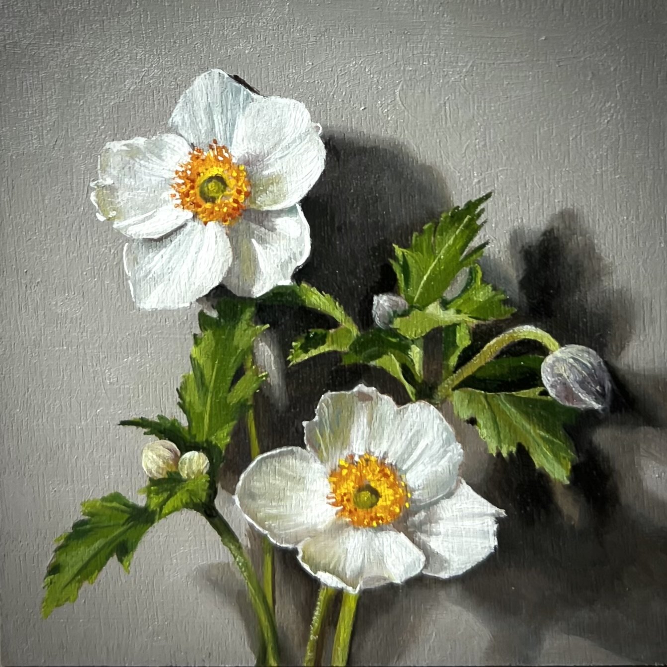 Two Japanese Anemone
