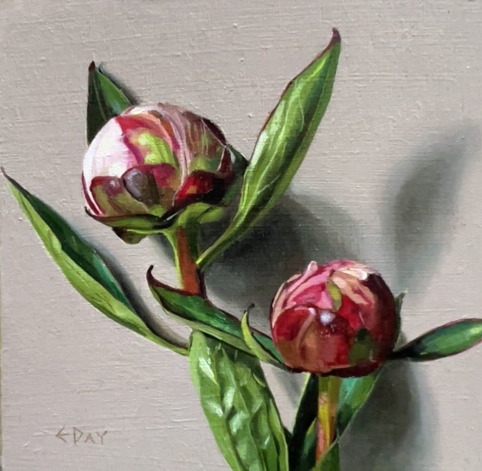 Two peony buds