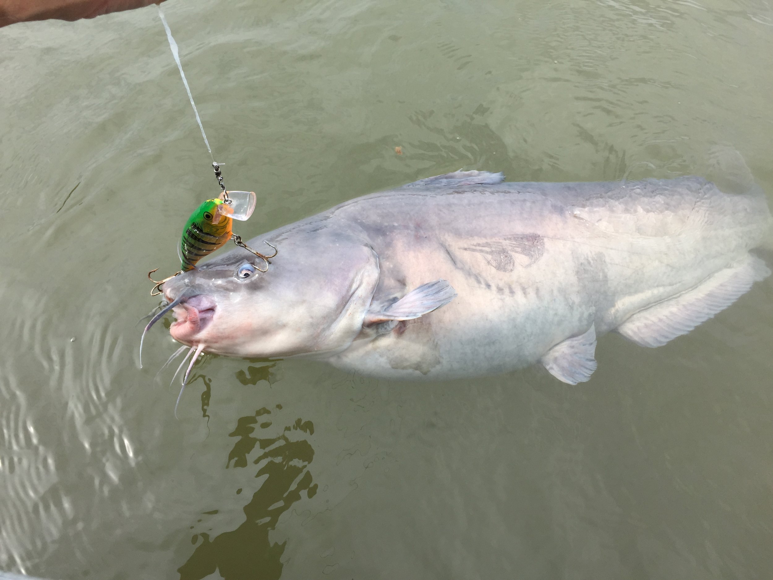 Fly Fishing in Greater Washington DC Area - National Capital