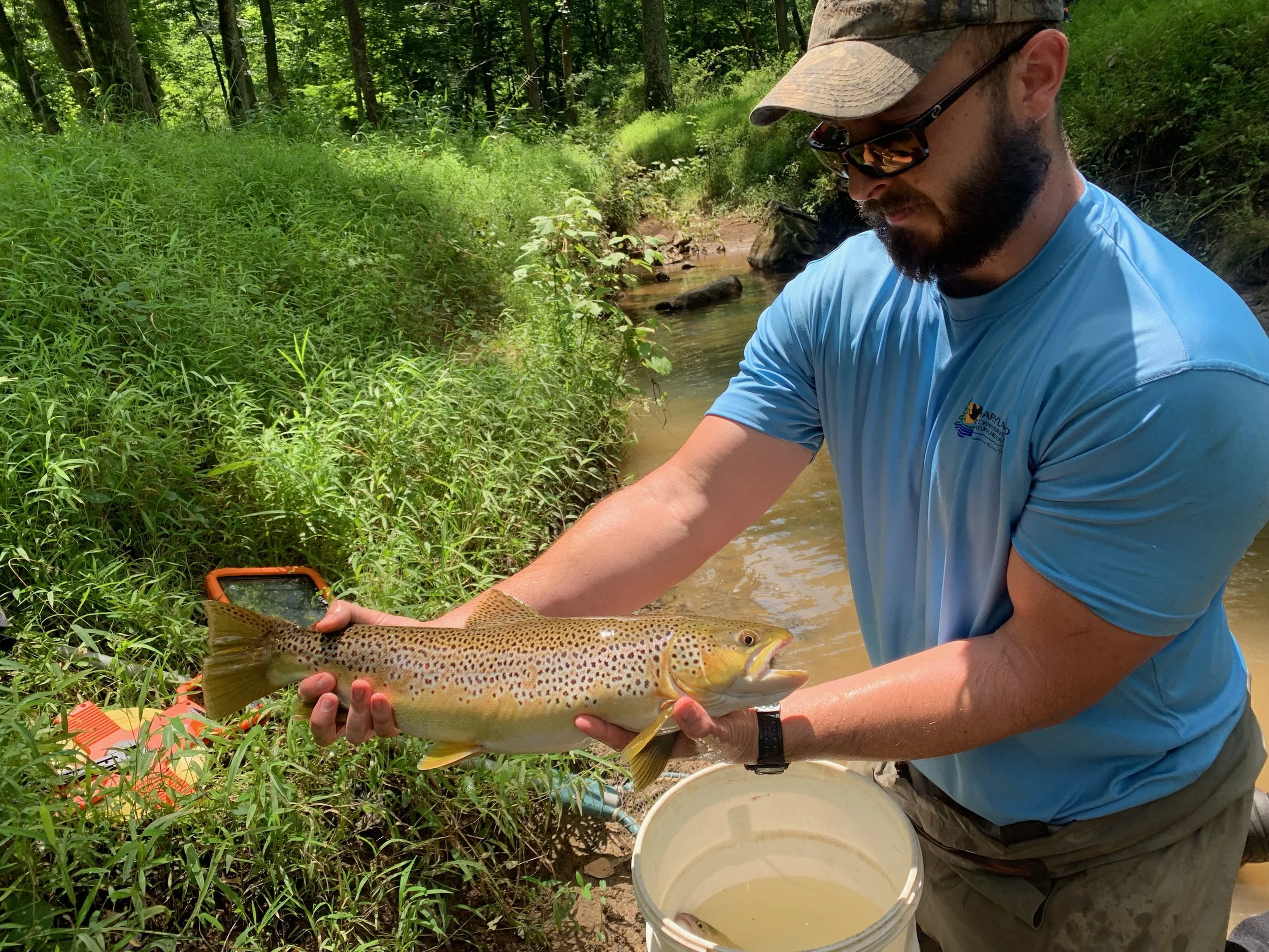 Huge trout close to home 
