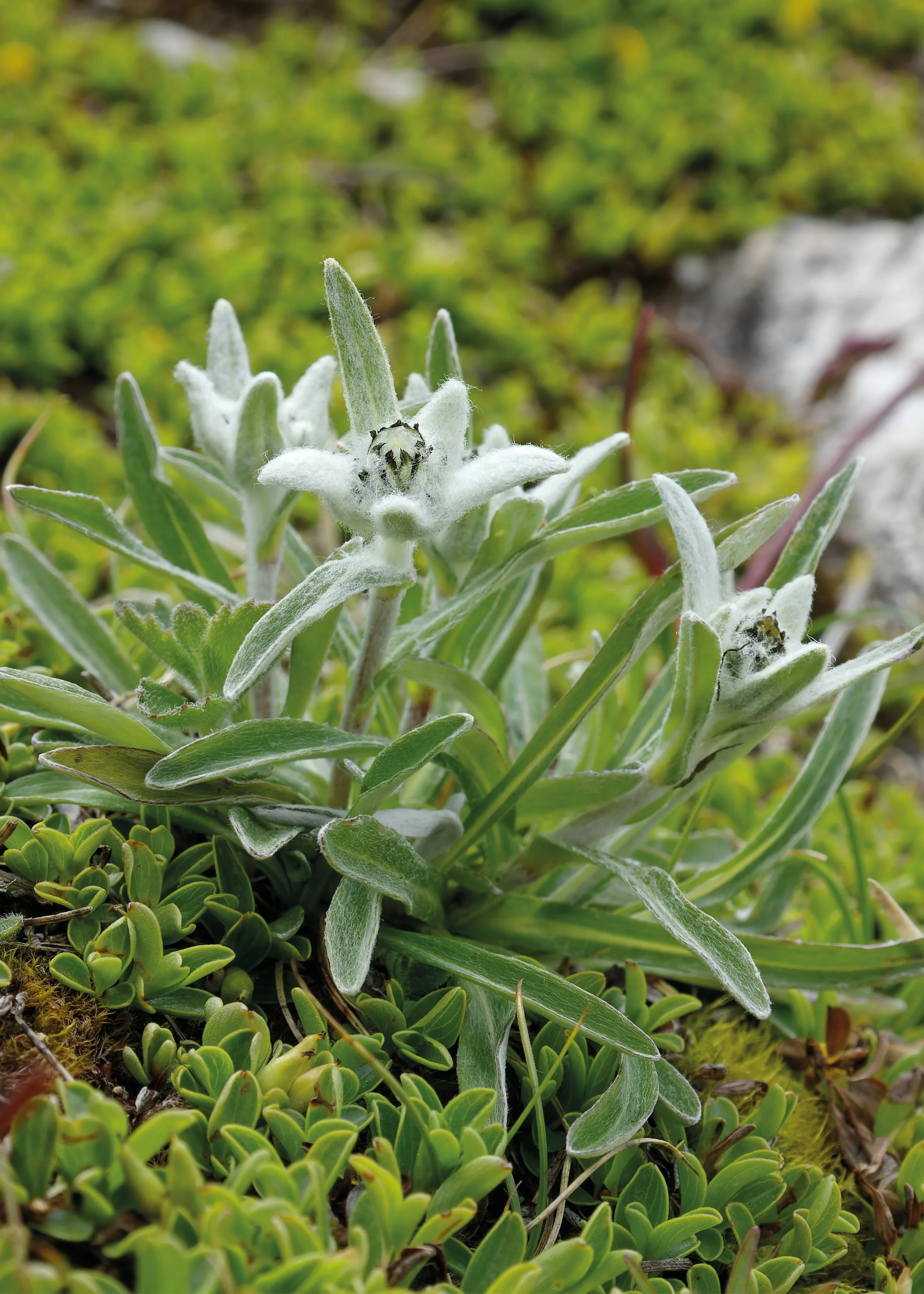 zoedro_2500x2500px_Stella Alpina_Cortina_253.jpg
