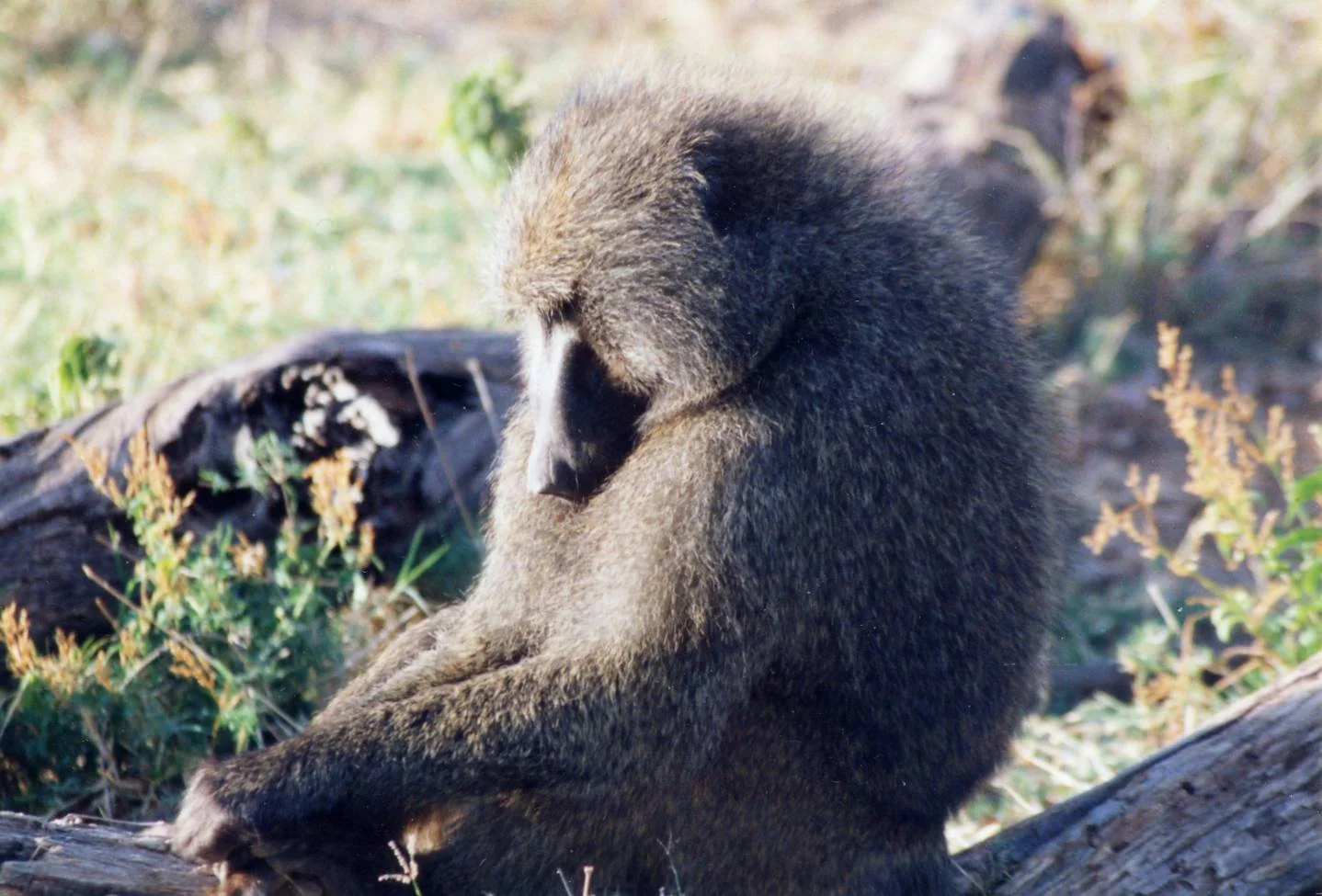 Baboon Resting