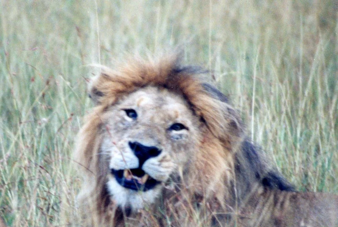 Lion Smiles