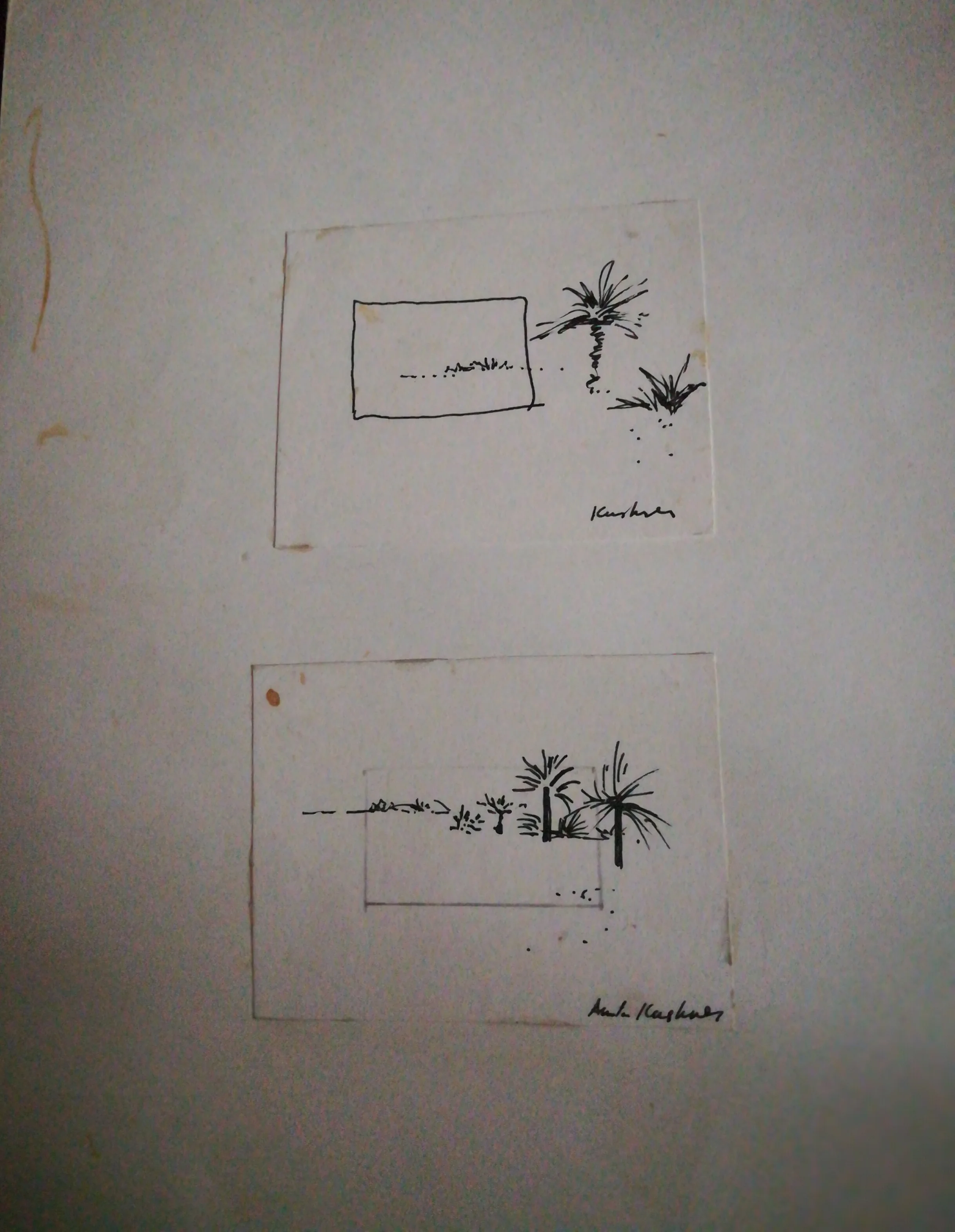 two ink drawings of palm trees