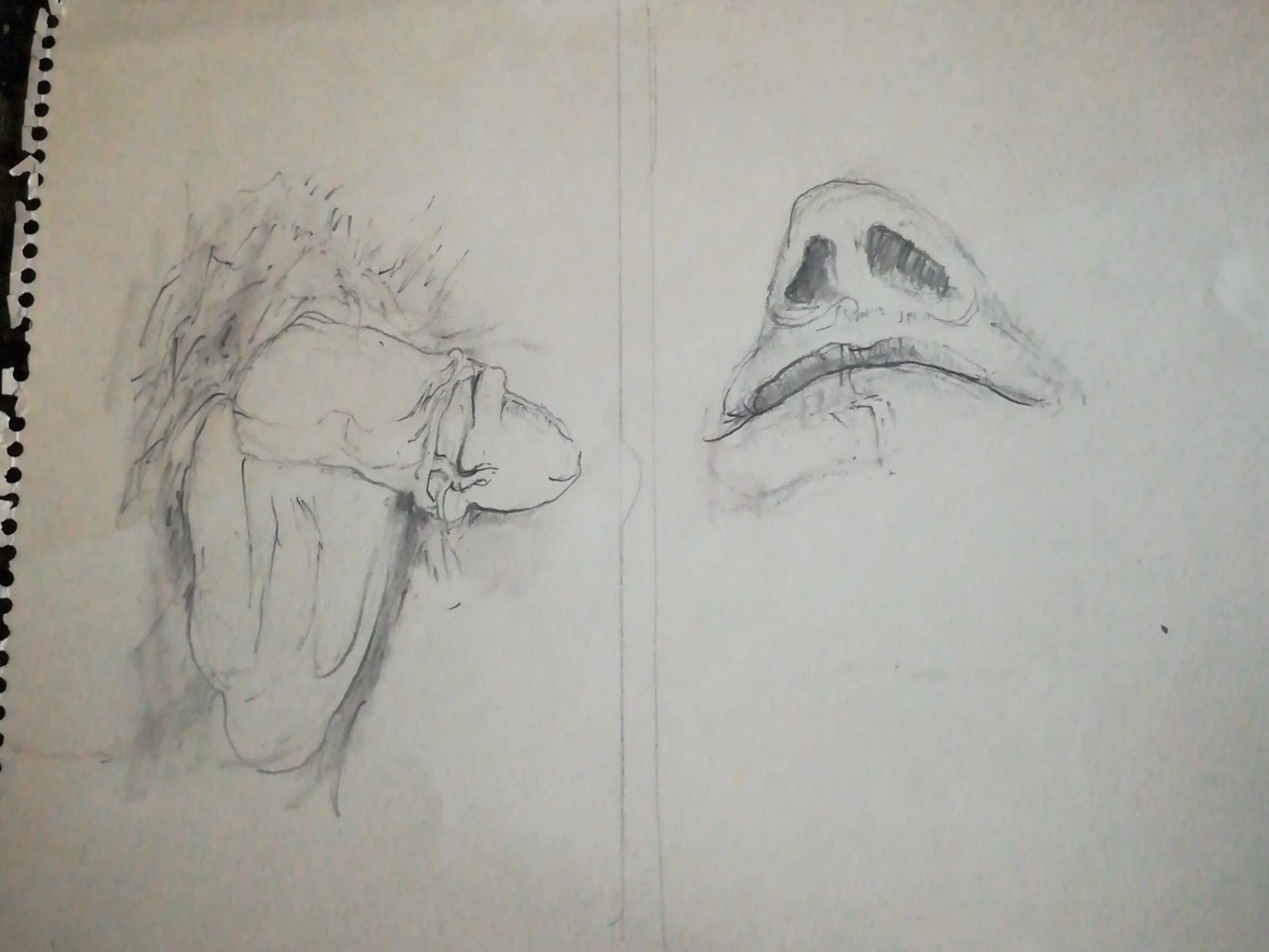 pencil drawing of penis and nose